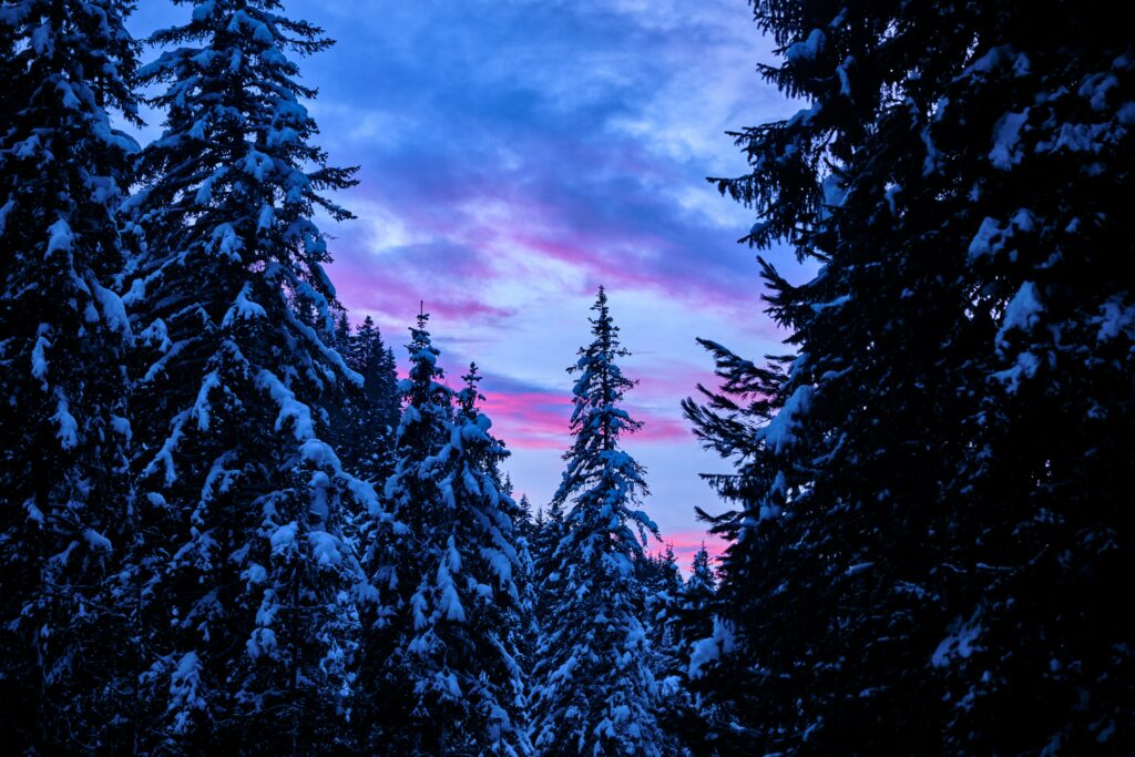 Serene winter forest wallpaper with snow-covered trees silhouetted against vibrant sunset sky