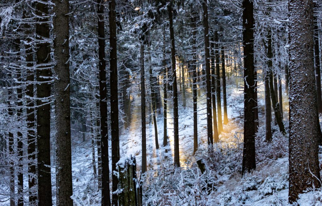 Winter forest wallpaper with snow-covered trees and golden sunlight streaming through trunks