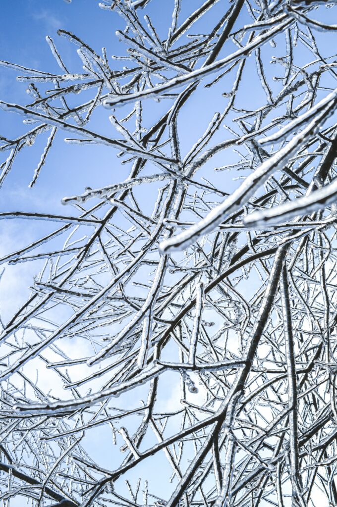 Winter frost wallpaper with icy branches glistening against a crisp blue sky background