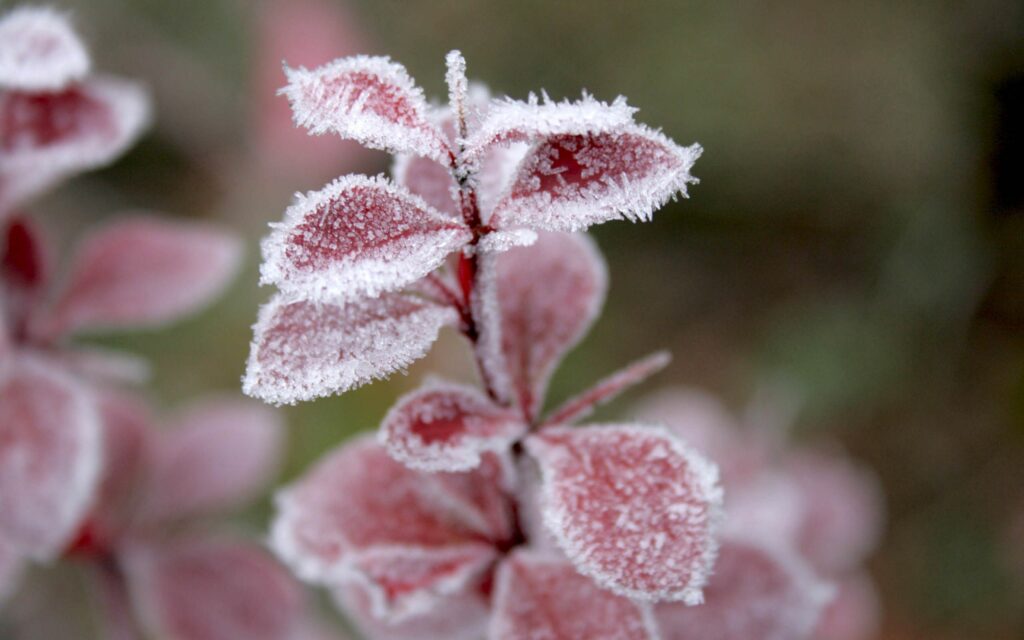 Delicate red leaves dusted with hoarfrost create a striking winter wallpaper background scene