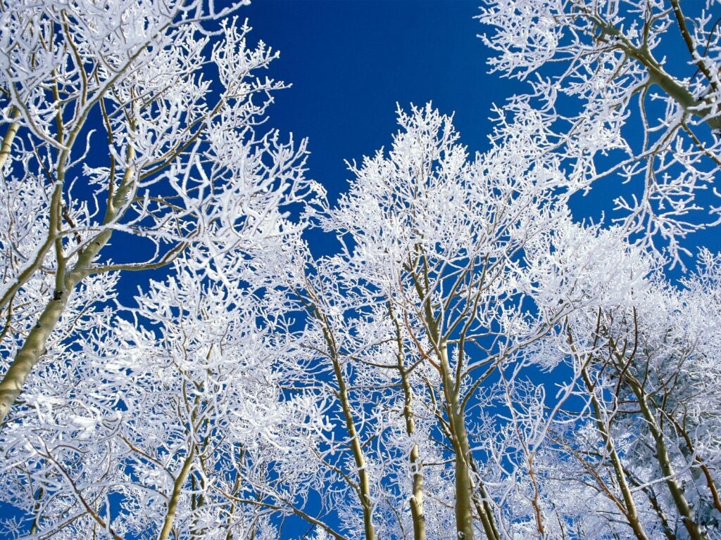 Winter scene tall trees with hoarfrost branches against deep blue sky wallpaper background
