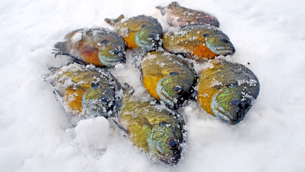 Freshly caught bluegill fish displayed on snowy ice after a successful winter fishing trip Wallpaper