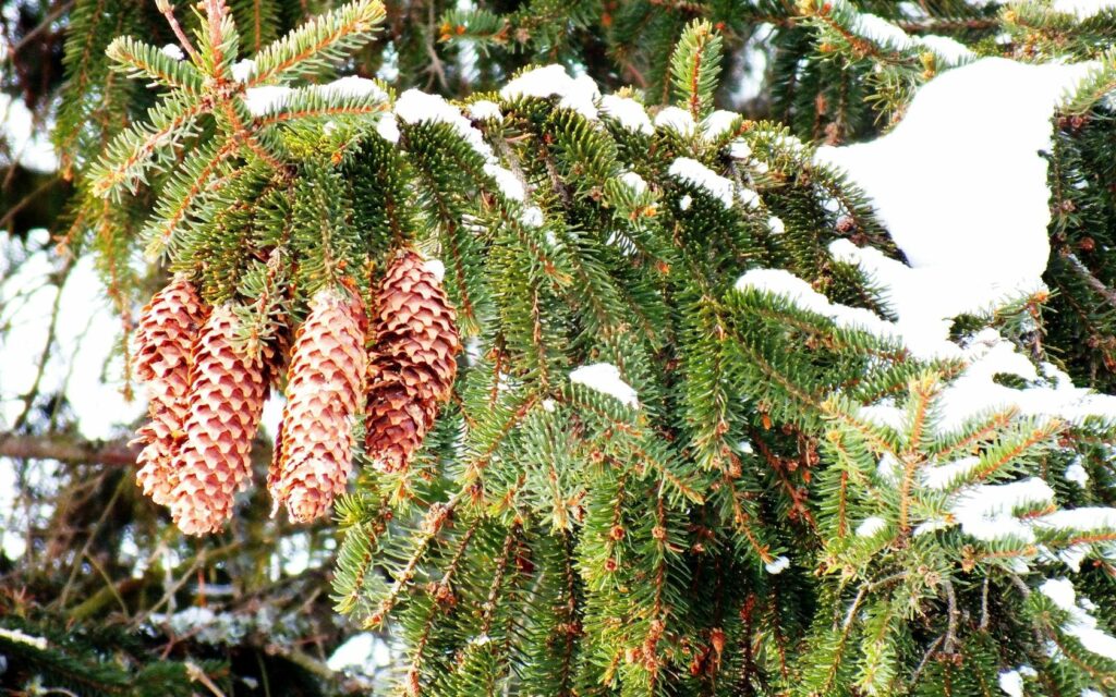 Snow-dusted pine cones on vibrant green fir branches creating a peaceful winter scene wallpaper