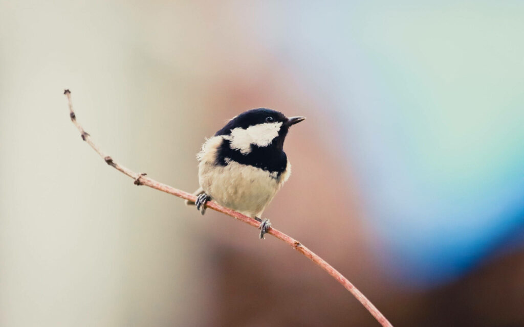 Serene Winter Wallpaper: Coal Tit on Snowy Branch Background