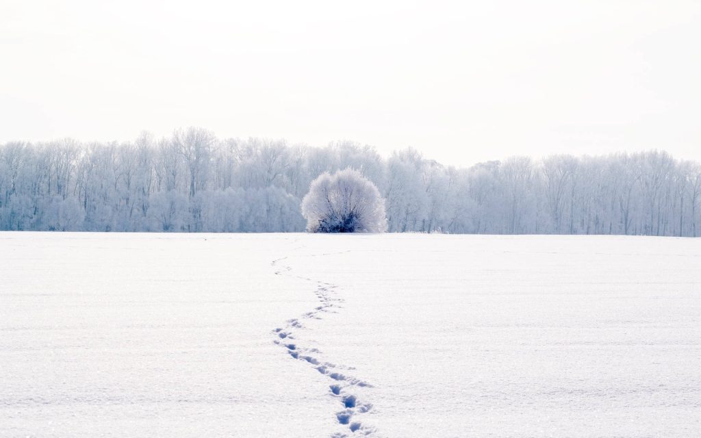 Winter snow trail across frosty field with solitary bush and distant forest background wallpaper