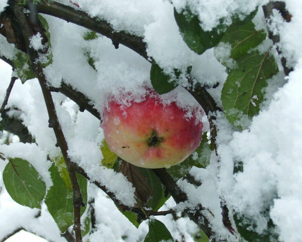 Red apple on snowy tree branch with green leaves winter fruit nature wallpaper background