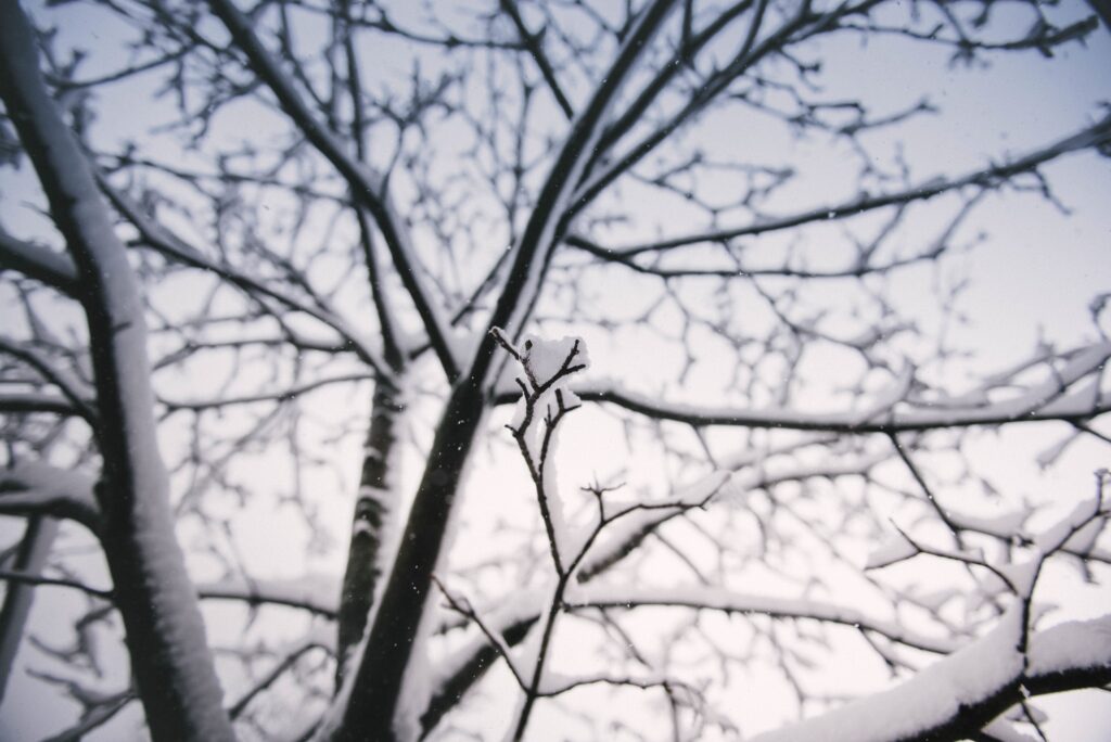Close up of snow-covered tree branches against a soft muted winter sky wallpaper background