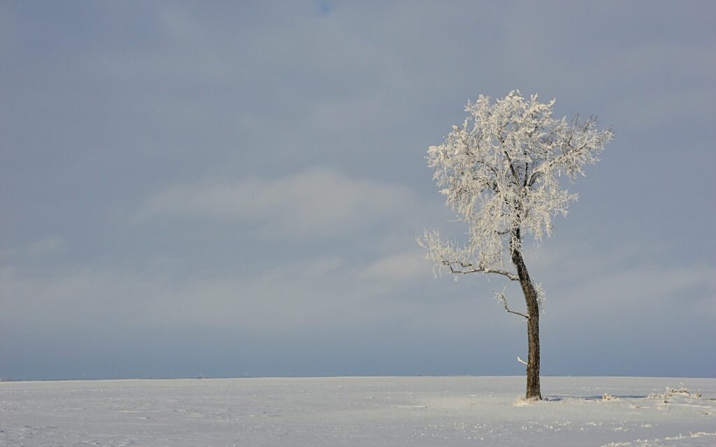 Solitary snow-covered tree against pale winter sky serene nature minimalist wallpaper background
