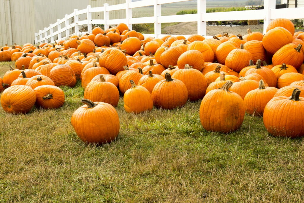 Fertile Fields of Autumn: A Bountiful Pumpkin Patch in HD Wallpaper