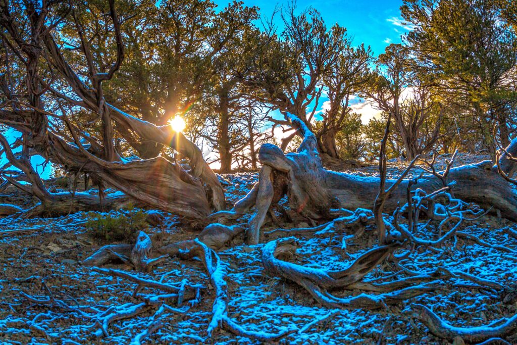 Winter wallpaper with snow-dusted twisted tree branches and sunlight against blue sky background