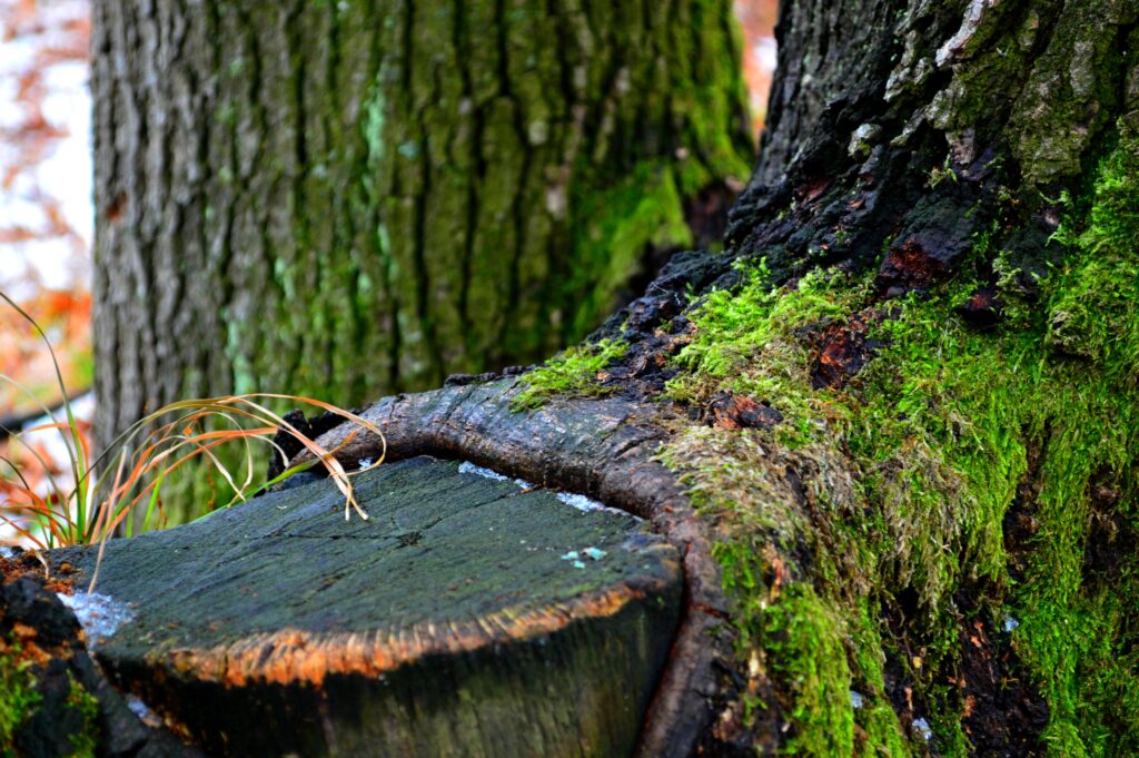 Close-up of tree trunk with green moss and snow in winter showcasing natural texture and beauty Wallpaper