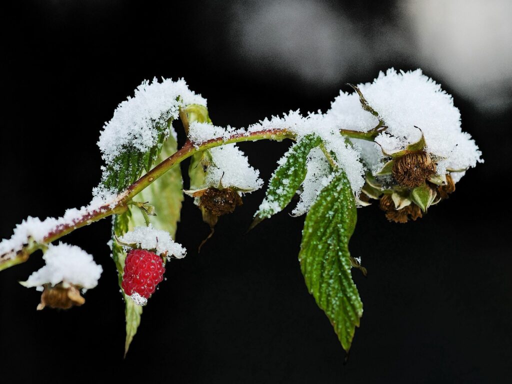 Winter Wallpaper: Vibrant Raspberry Branch in Snowy Setting