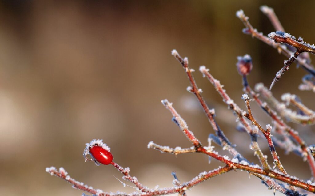 Frosted Bush with Vibrant Rosehip: Serene Winter Wallpaper