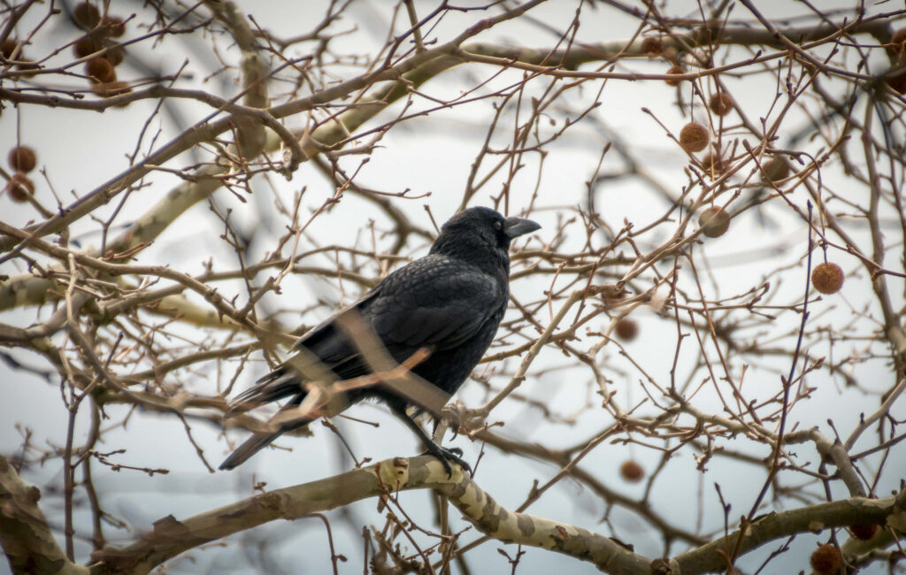 Winter Rook Bird Wallpaper: Stark Beauty of Nature Among Bare Branches