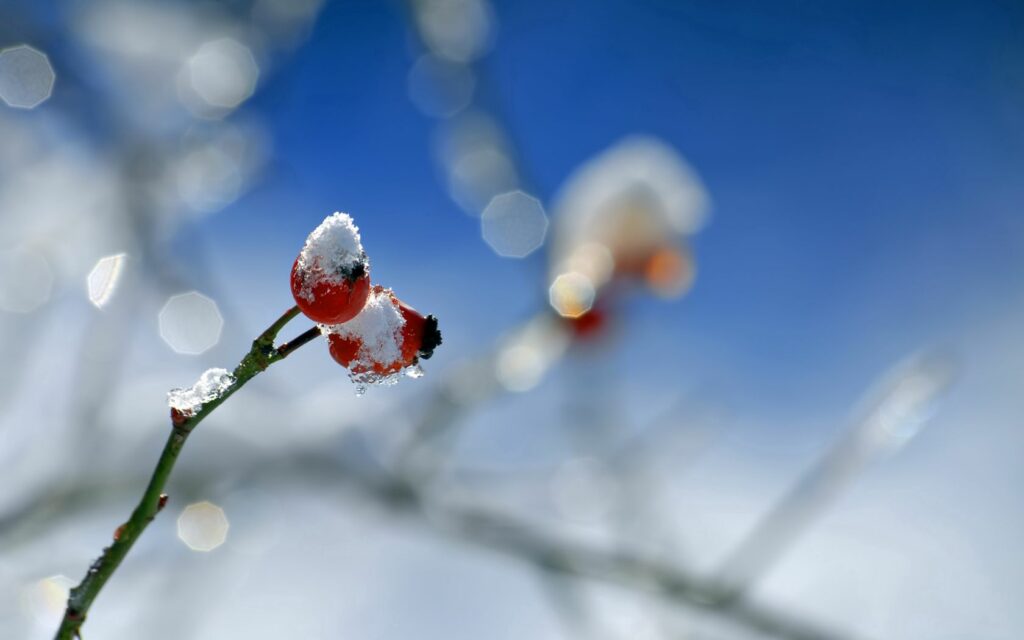 Serene Winter Wallpaper: Snow-Covered Berry Branch Close-Up