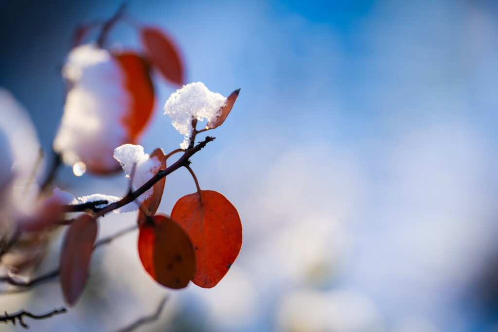 Snow-Covered Branch with Red Leaves: Serene Blue Wallpaper