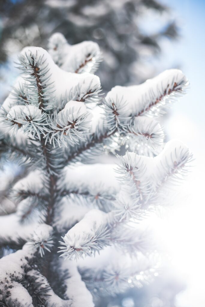 Snow-Covered Pine Branch Close-Up - Winter Wallpaper Background