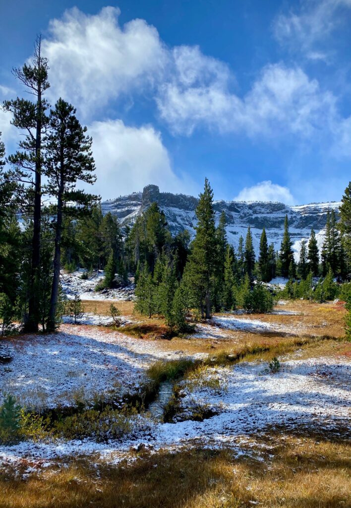 Winter wilderness wallpaper with snow-dusted evergreens and majestic mountain under blue sky