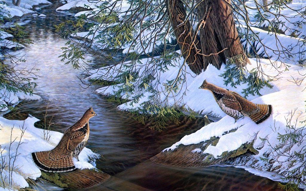 Two Ruffed Grouse by snowy stream framed by evergreen branches in a serene winter forest scene Wallpaper