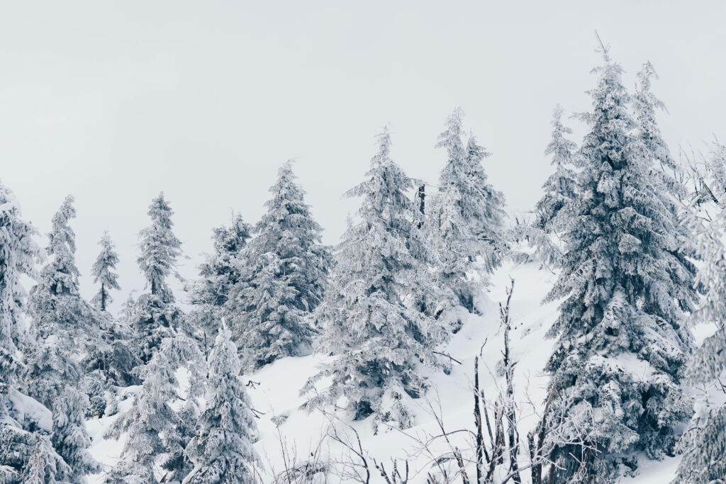 A Serene Winter Wonderland: Enchanting 4k Pine Trees Blanketed in Snow Wallpaper