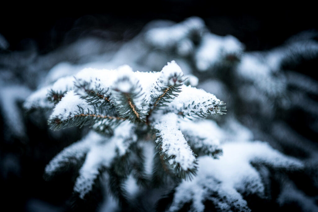Winter Wonderland: A Mesmerizing Closeup of a Snow-Covered Pine Tree Branch Wallpaper