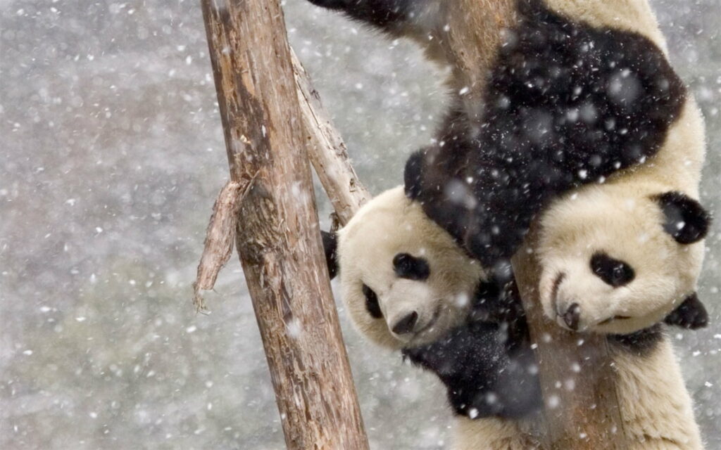 Winter Wonderland: Adorable Pandas Frolicking in the Snow on a Tree - High-Definition Background Wallpaper