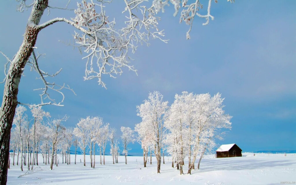 Frozen Serenity: Enchanting Beiji Village Winter Wonderland captured in Heilongjiang Province, China - Desktop Bliss Wallpaper