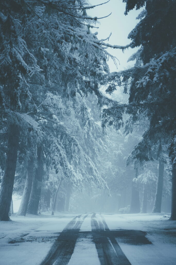 Enigmatic Winter Dream: A Mystical Path through Snowy Forest Wallpaper