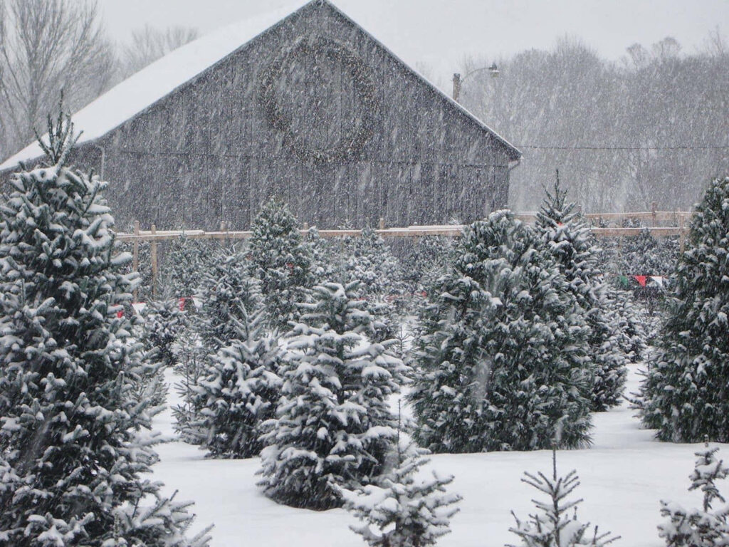 Winter Wonderland: Snow-Covered Christmas Tree Farm & Barn Scene Wallpaper