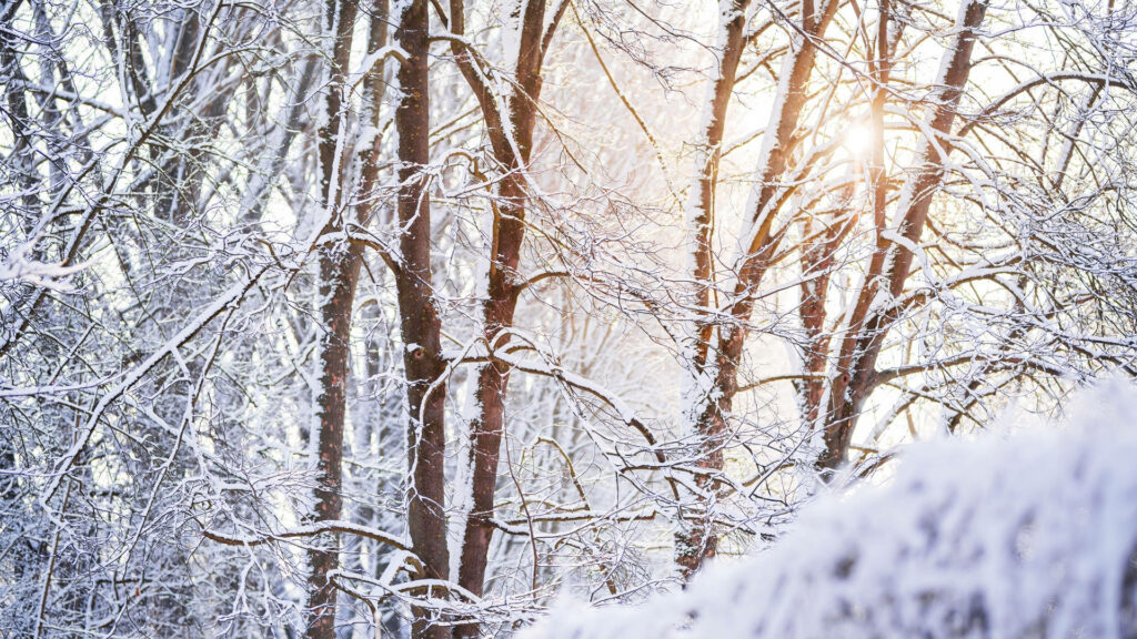 Winter Wonderland: A Serene Forest Blanketed in Snow Draped in Soft Sunlight Wallpaper