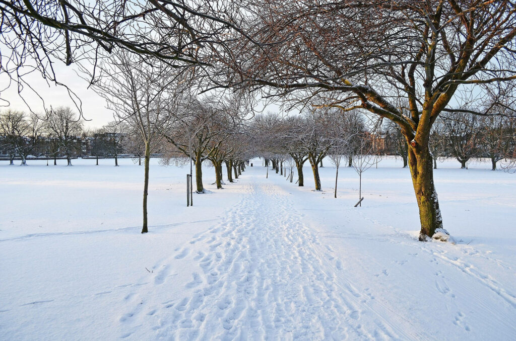 Frosty Pathway: Captivating Winter Landscape with Delicate Withered Trees and Falling Leaves Wallpaper