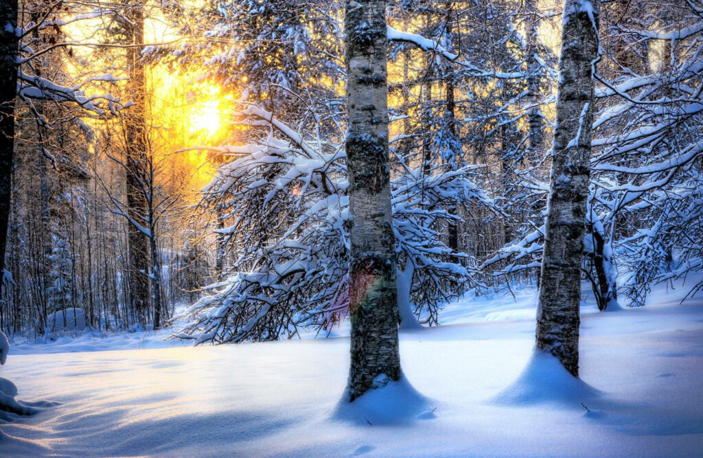 Frosty Birch Grove Illuminated by Radiant Sunset: Winter's Enchanting Desktop Delight Wallpaper