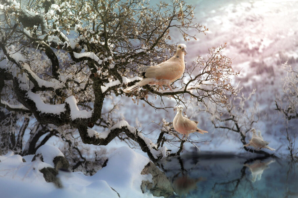 Majestic Winter Symbol: Two White Doves Gracefully Resting Upon a Snow-laden Tree Branch Wallpaper