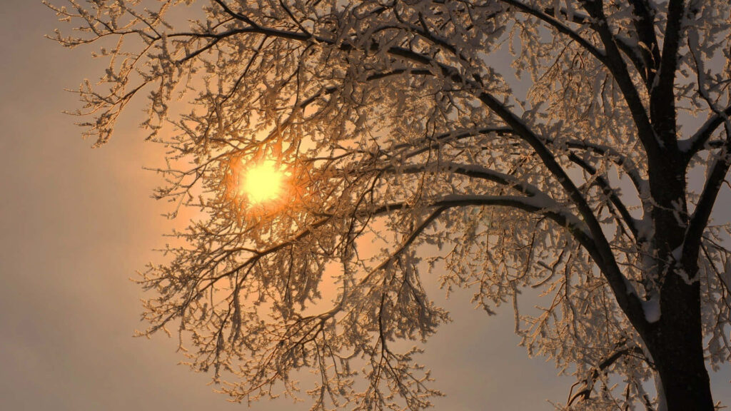 Winter Wonderland: Sunlit Snowy Tree Desktop Wallpaper