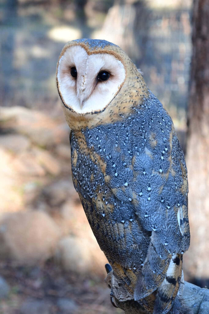 Wise Blue Owl on Tree Branch: Night Sky Wallpaper Background