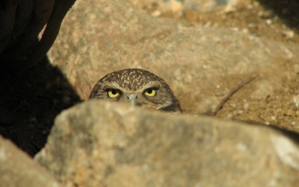 Mysterious Owl Wallpaper: Piercing Eyes Amidst Natural Rocks