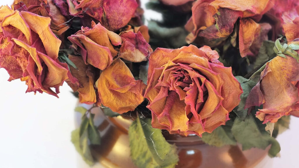 High-Resolution Wallpaper of Withered Red Roses in 1440p Beauty