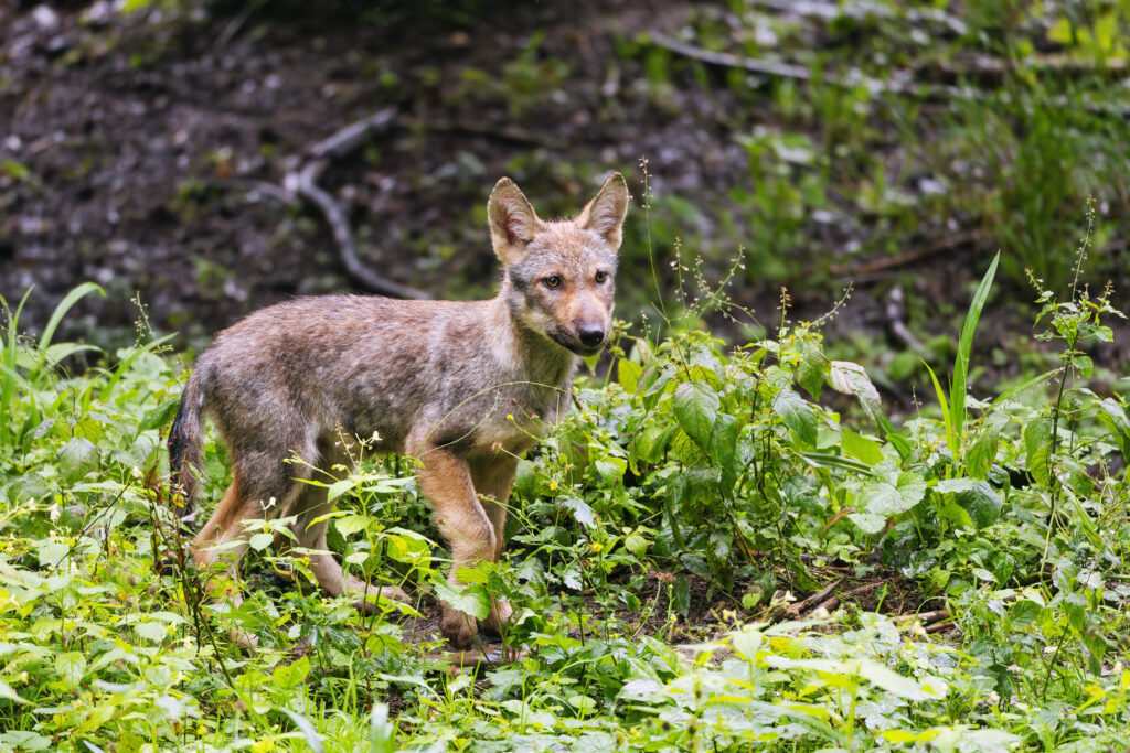 Wolf Cub Exploring Lush Green Environment - Wildlife Wallpaper