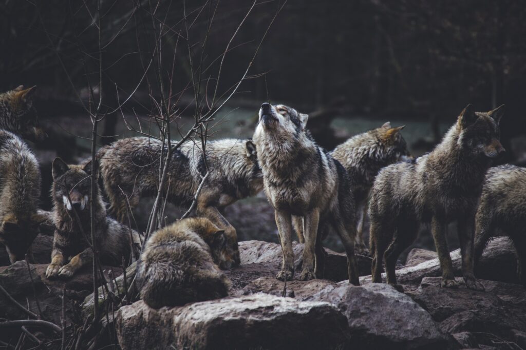 Wolf Pack Howl in Wilderness - High-Resolution Wildlife Wallpaper