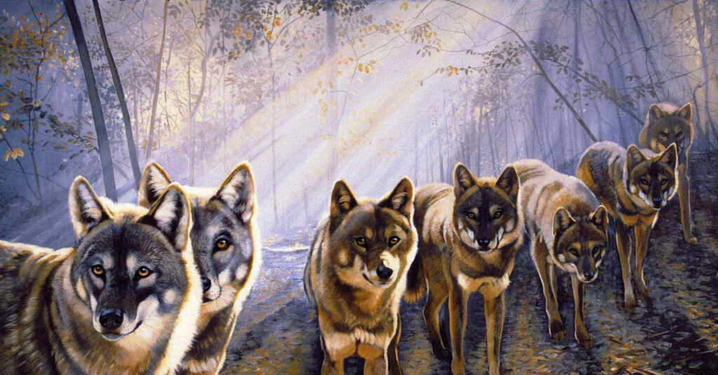 Wolves in Misty Forest: Emphasizing Unity & Natural Strength Wallpaper