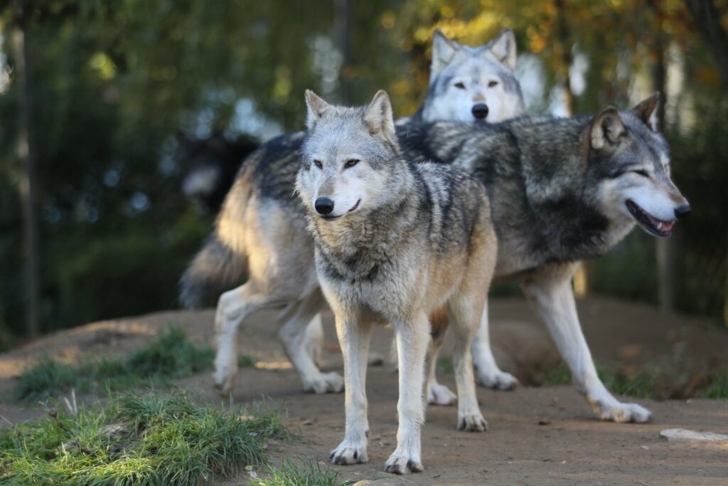 Wolf Pack in Serene Nature: Majestic Wallpaper for Wildlife Lovers