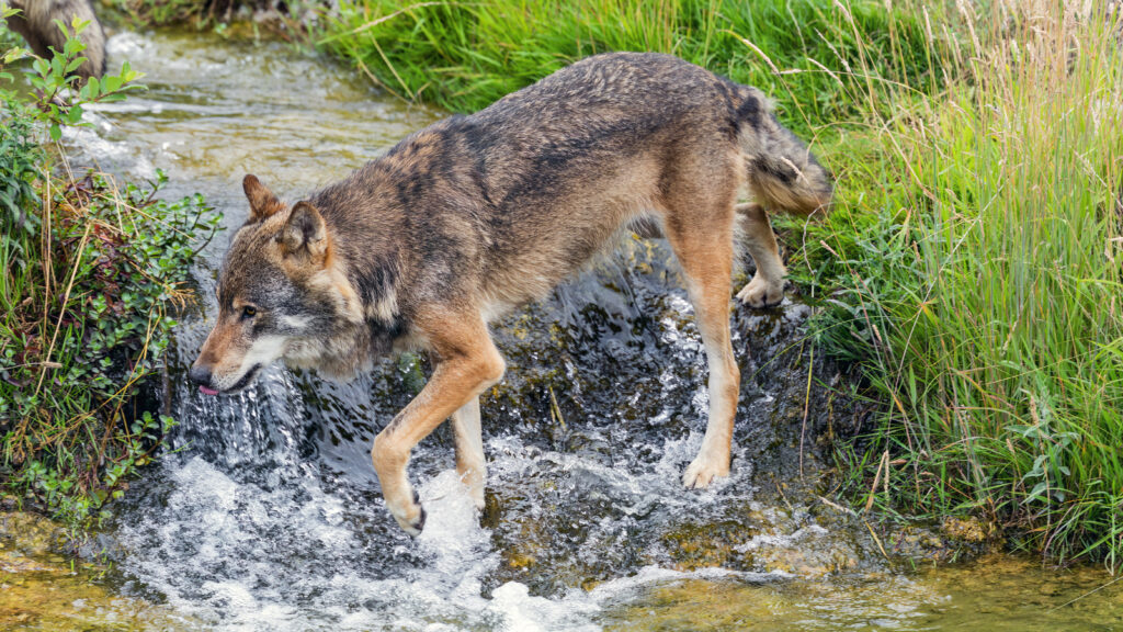 Majestic Wolf Wallpaper: Graceful Predator in Lush Stream Environment