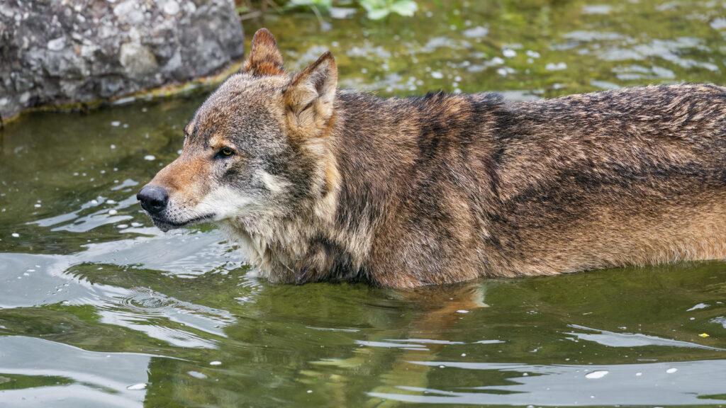 Majestic Wolf in Water: A Powerful Predator's Natural Habitat Wallpaper