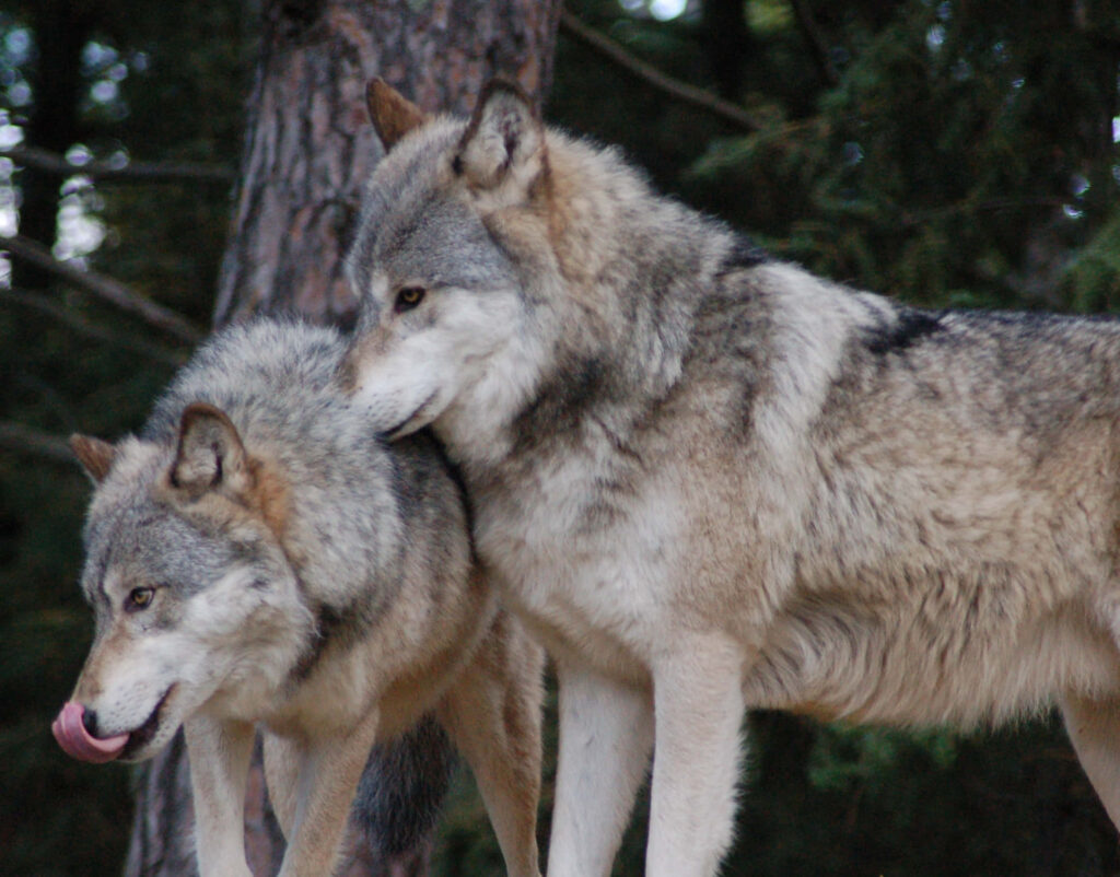 Serene Wolves in Dusk Forest - Nature Wallpaper Background