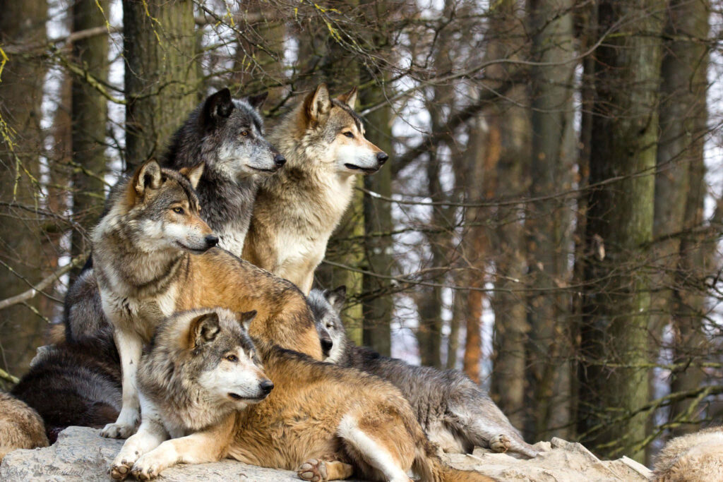 Wolves in Forest: Majestic Beauty & Pack Dynamics Wallpaper