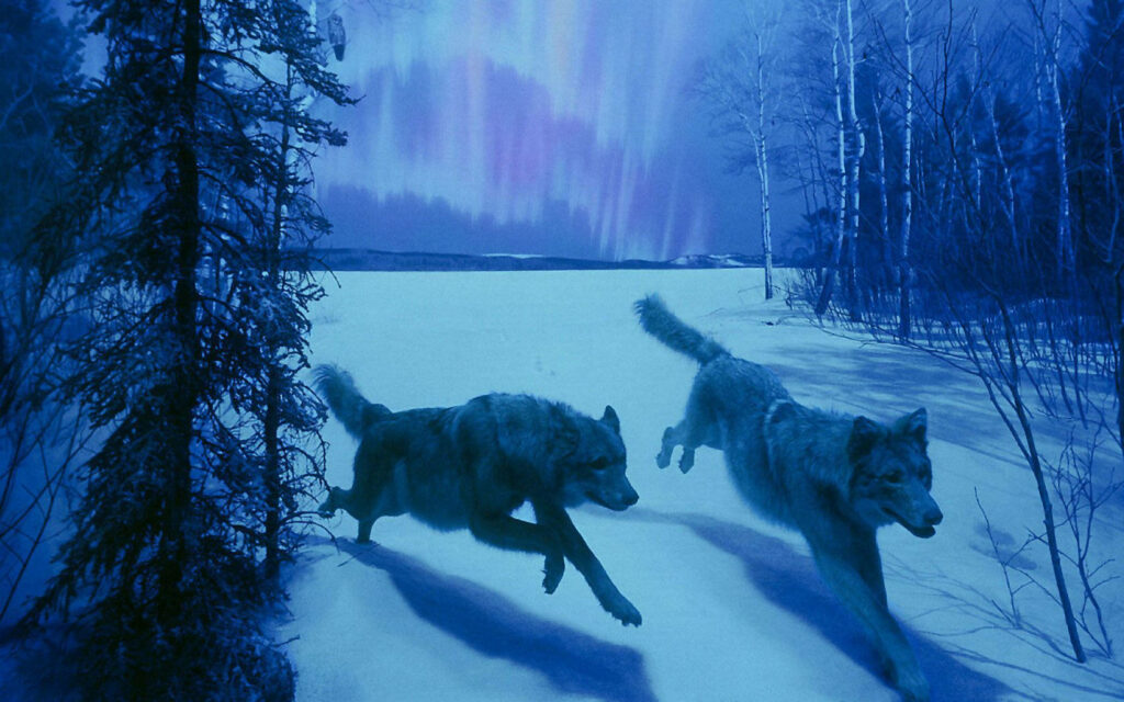 Stunning Wolf Tundra Wallpaper with Aurora Borealis Background