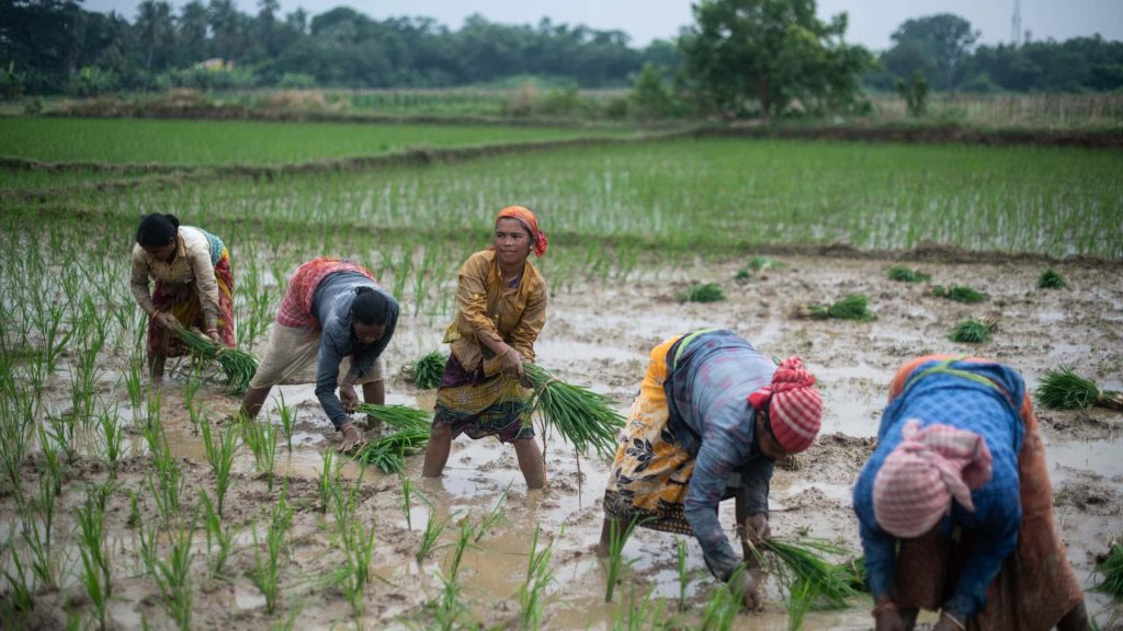 Women farmers transplanting green rice seedlings in a muddy paddy under overcast rural sky Wallpaper