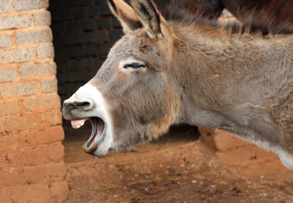 Close-up of yawning donkey with textured fur and warm rustic farm background wallpaper