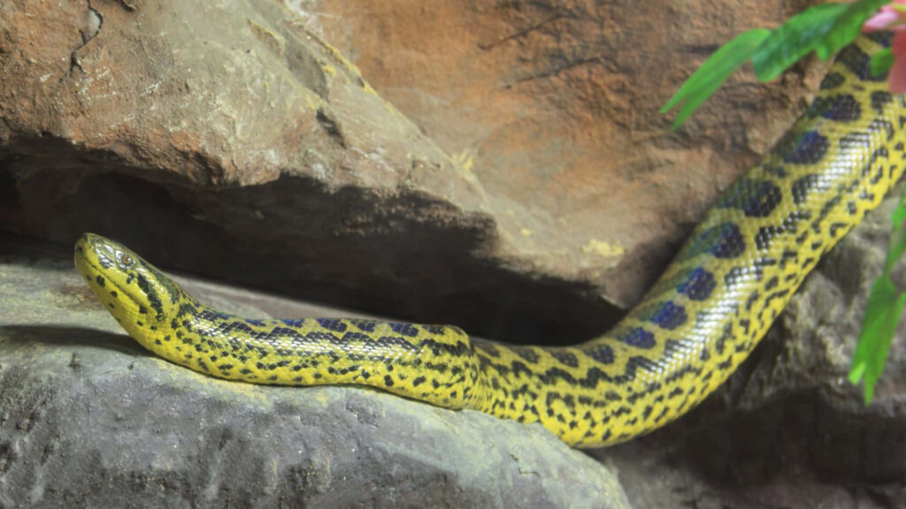 Yellow anaconda resting on rugged rocks showing vivid yellow and black pattern in natural habitat Wallpaper