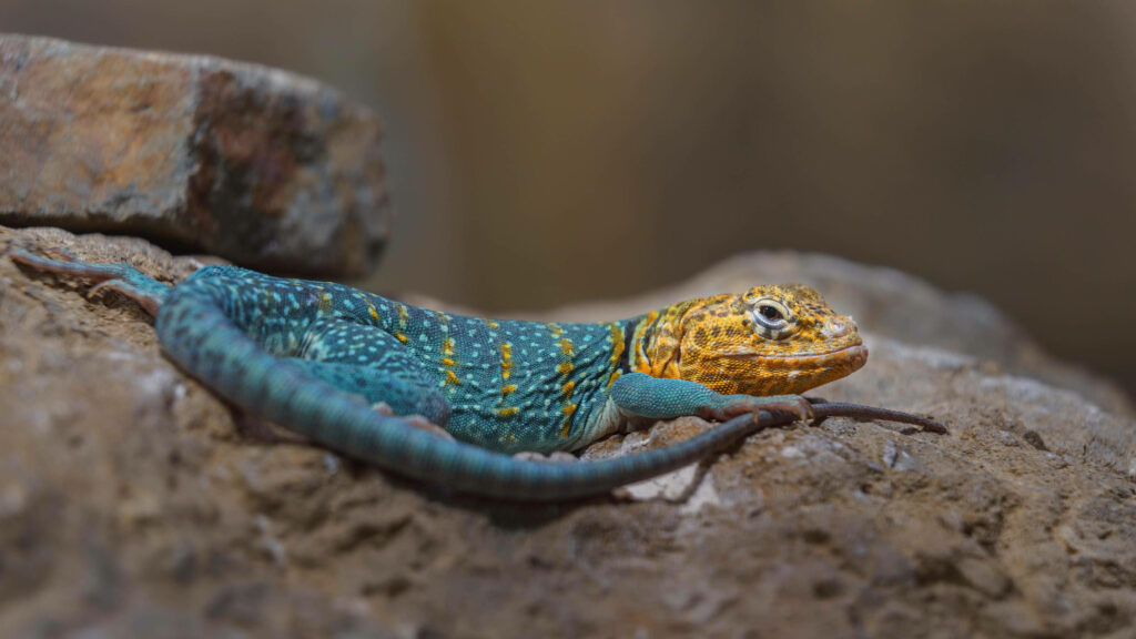 Yellow Blue Collared Lizard on rugged rock vibrant reptile wallpaper nature background